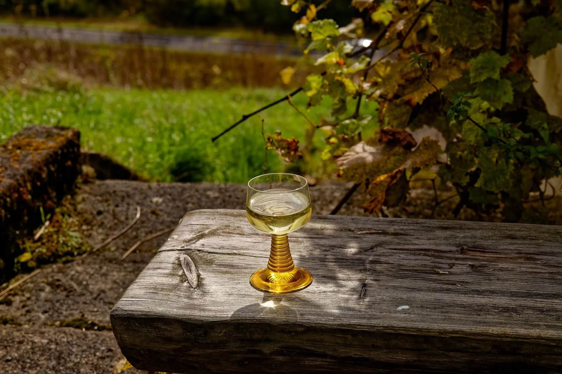 A glass of pale white wine on a weathered wooden bench beside the vines