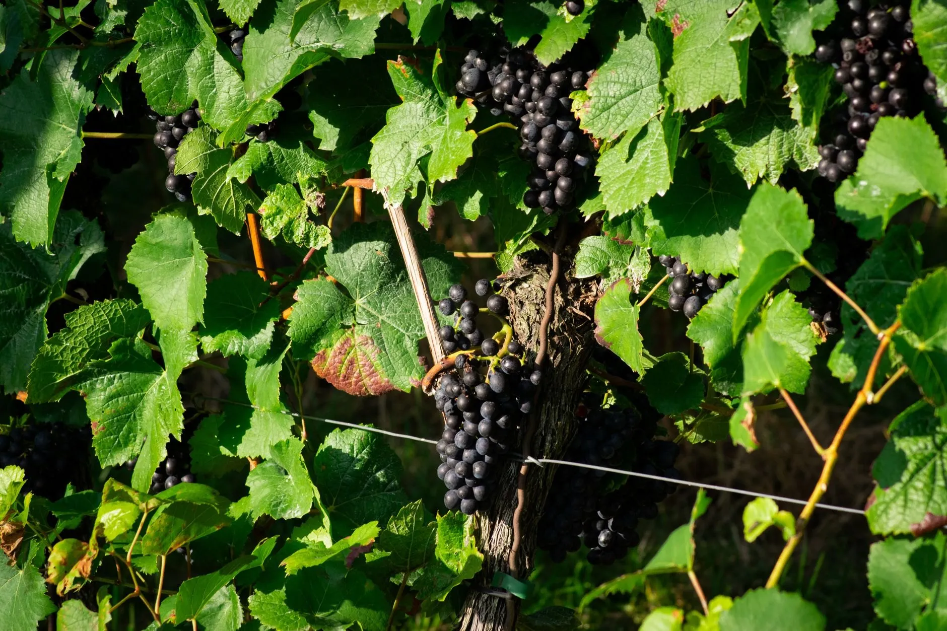 Bunches of ripe Pinot Noir grapes under green leaves