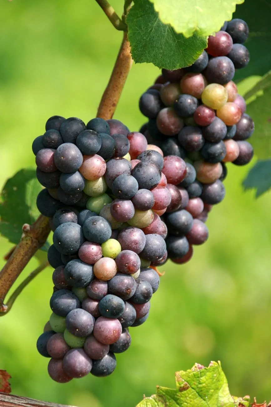 A bunch of Pinot Noir grapes turning from green to purple on the vine