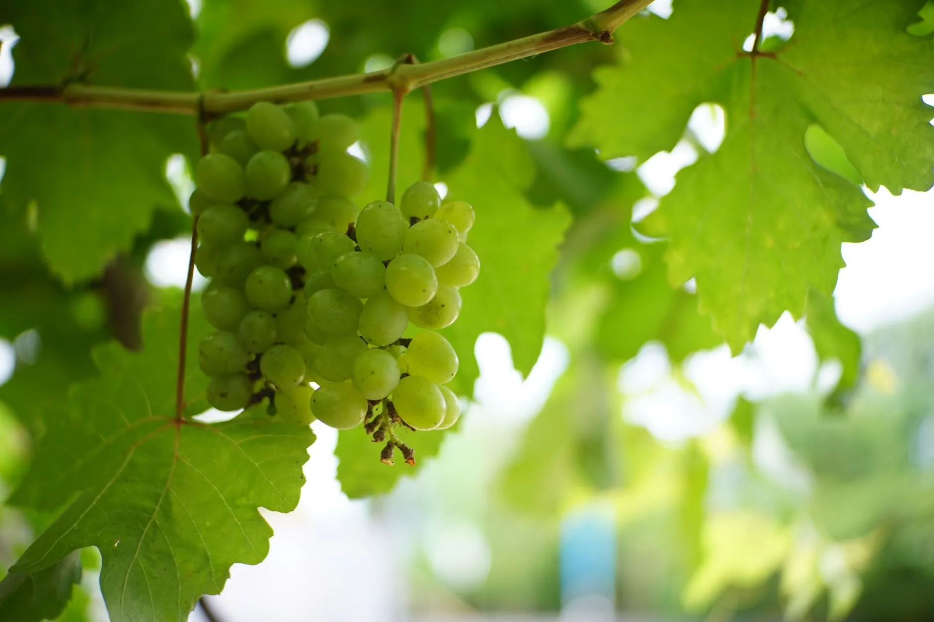 A bunch of green Chardonnay grapes hanging under vine leaves
