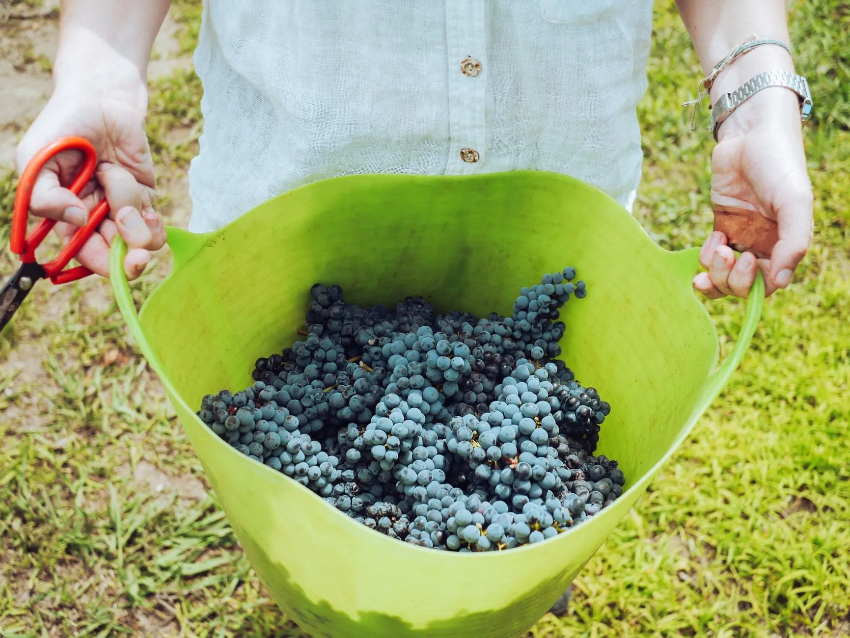 A picker holding a tub full of freshly cut dark grapes, secateurs in one hand