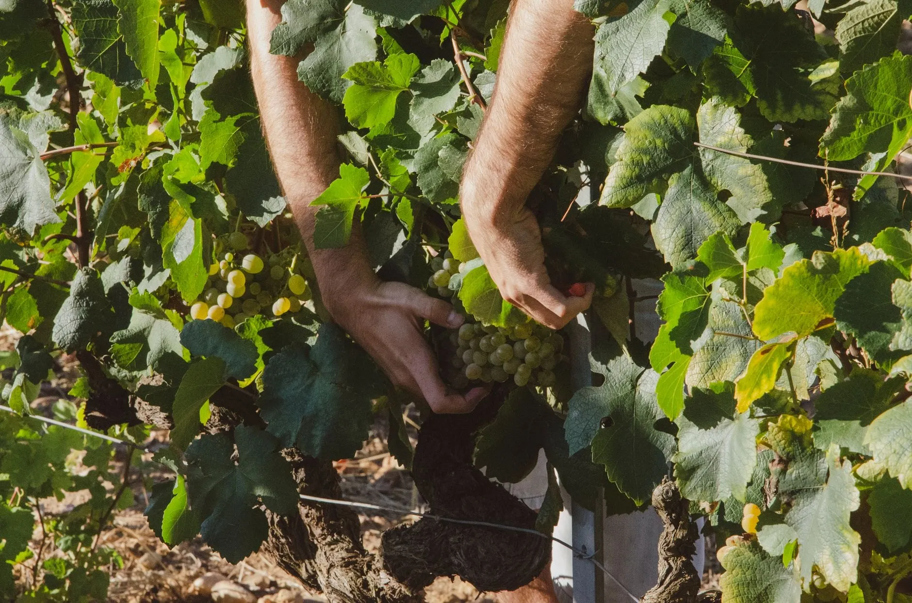 Hands reaching into the canopy to pick green grapes