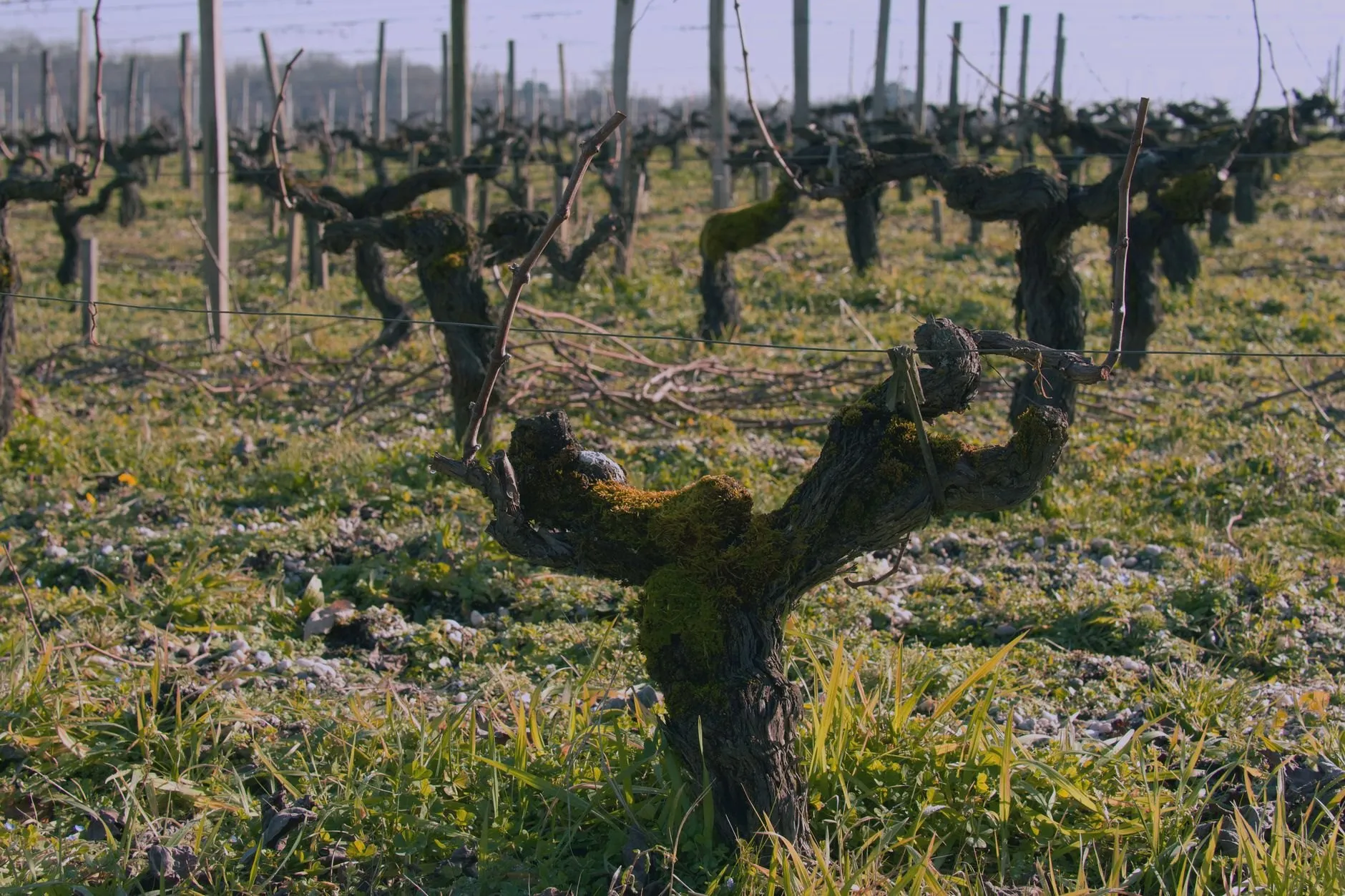 A gnarled old vine trunk in winter with the rest of the row behind it