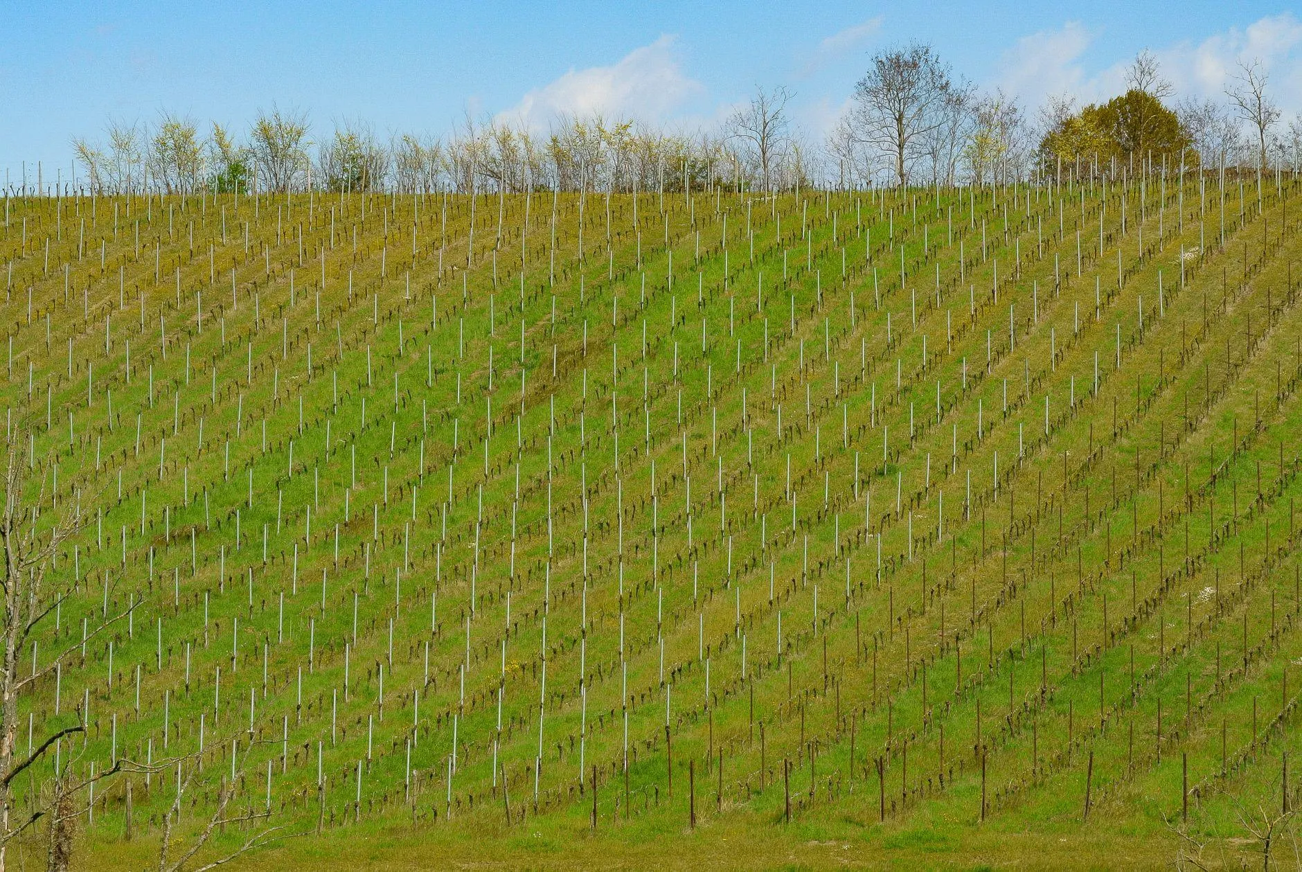 Young vines in straight rows climbing a grassy slope under a blue sky