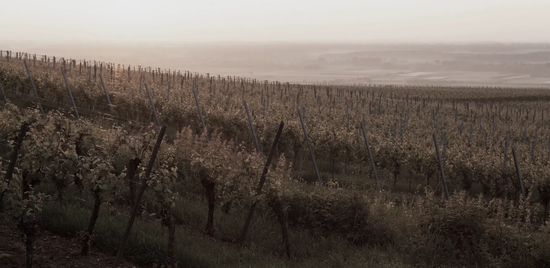The Marledon vineyard on the chalk slope at dusk